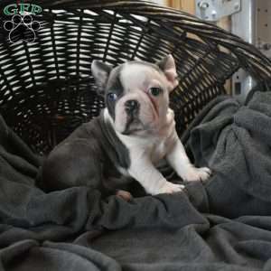 Otto, Frenchton Puppy